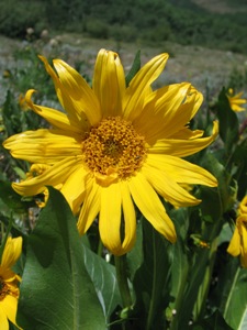 Wyethia amplexicaulis